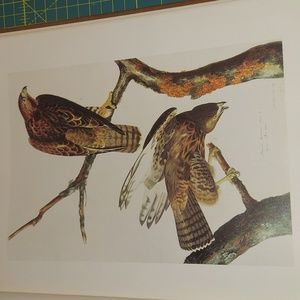 Harlan's Hawk, Plate 174. John James Audubon